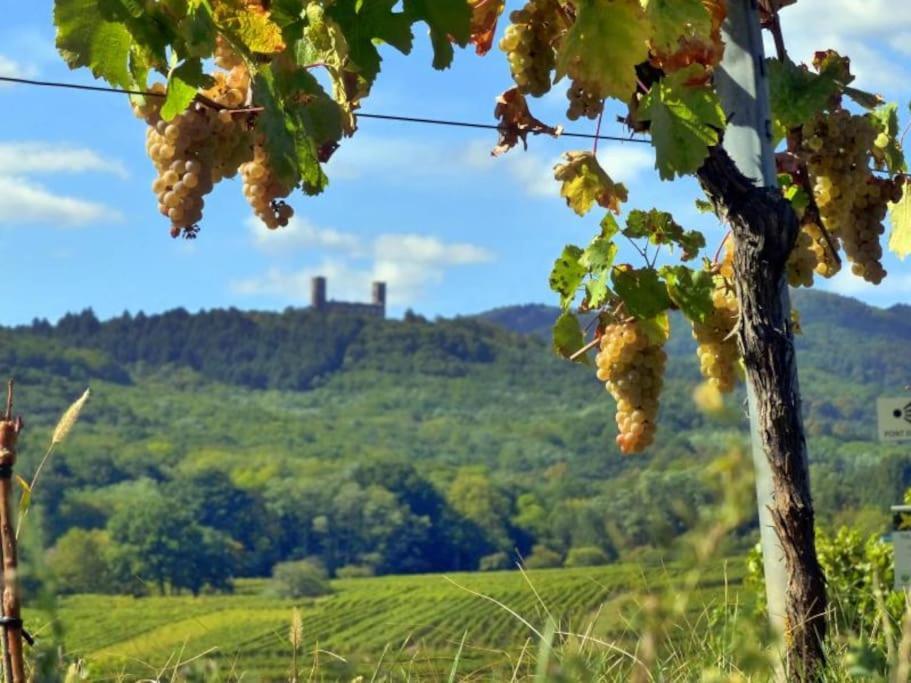 Appartement Cosy - Centre De Barr - Route Des Vins Εξωτερικό φωτογραφία